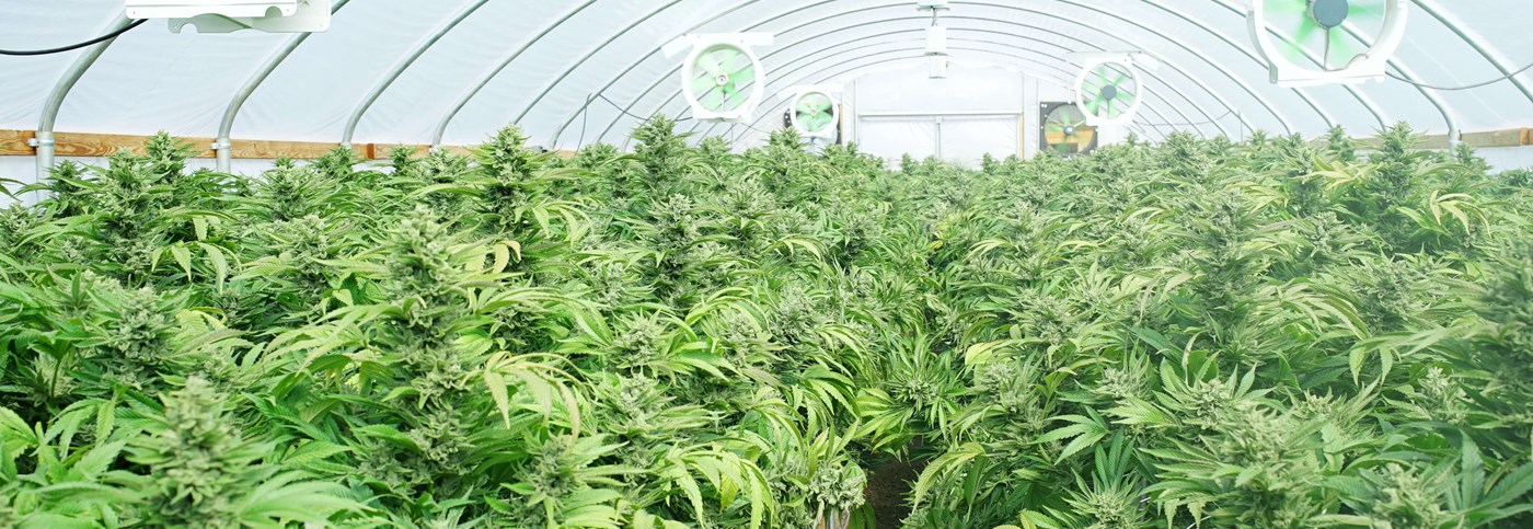 Marijuana Plants Breeding-AdobeStock_130803429.jpg